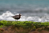 Kulik bledy - Pluvialis squatarola - Grey Plover o3200
